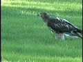 Red Tailed Hawk - Central Park New York (long version)