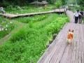 Goro@Welsh corgi 20090608 Iris & Butterfly