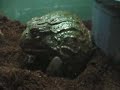 Angry Pixie Frog Angry Pixie Frog