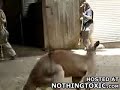 animal fight australia zookeepr fight kangaroo beats up woma