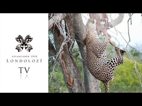 male leopard
