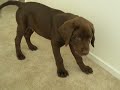 Crembo the chocolate lab and helicopte Crembo the chocolate lab and helicopte