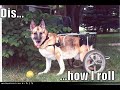 Loldogs : part 2 Loldogs : part 2