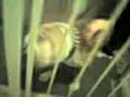 videos de DEISAL-DOGG!!!!!!! 3YEARS