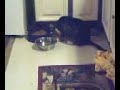 Tigger's funny way of eating  Heart Diseases Cardiomyopathy