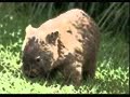 cute wombats