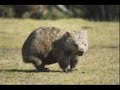 cute wombats