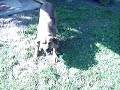 rottweiler-pittbull mischling rottweiler-pittbull mischling