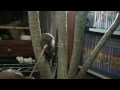 Pygmy　Marmoset　ピグミーマーモセット