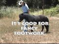 Clicker Training for Horses