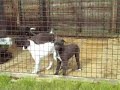 David James Lurcher Pups