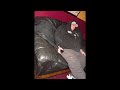 High Pitch Eric vs Ozzy Osbourne Prank [Part 2]