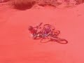 Ostia backflip la Clau