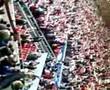 chelsea vs liverpool chellsea end