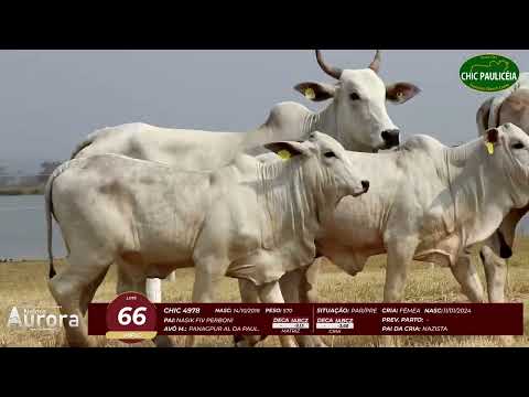 4� De Olho na Fazenda - NELORE AURORA participa��o Chico Paulic�ia
