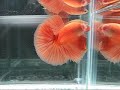ORANGE04.Linda Dorsal... ele e seu irmão Frenéticos! 