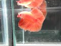 Betta HM orange04 (( http://b-sjr.blogspot.com)) Betta HM orange04 (( http://b-sjr.blogspot.com))