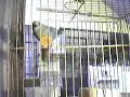 suysuy-crueldad-contra-los-animales.html