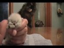 Cutest Baby Himalayan Kitten