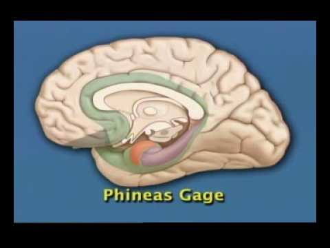 how to isolate mouse hypothalamus