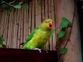 Playful Parrot Playful Parrot