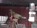 loxia curvirostra x serinus canaria A loxia curvirostra x serinus canaria A