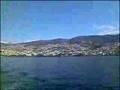 Golfinho Comum / Common Dolphin - Madeira Nature