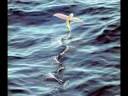 The Theory Of Evolution Completely Vindicated In Under 3 Minutes....flv