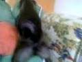 perro follando