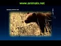 Part 6 Ghostly Creatures - Animal X Natural Mystery Unit