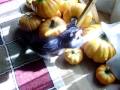 Tuppence at play amongst a few pumpkins and curtain