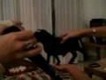 videos de Ole toro!!