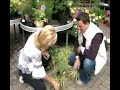 Evergreen- Garden Design