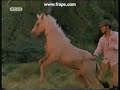 BelBel saves Thowra - The Silver Brumby BelBel saves Thowra - The Silver Brumby
