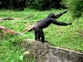 Chimpanzees at Singapore Zoo