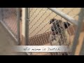 Nevada Humane Society Holiday Dog PSA