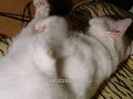 �lmomban is mondom a magam�t :o)
