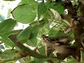Praying Mantis vs. Mothra Praying Mantis vs. Mothra