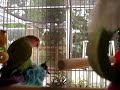 LOVE BIRD MAKING LOVE WITH A GIRL LOVE BIRD MAKING LOVE WITH A GIRL
