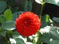 Butchart Gardens