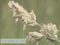 Plant Reproduction: Methods of Pollination (Britannica.com)