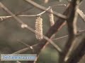 Plant Reproduction: Methods of Pollination (Britannica.com)