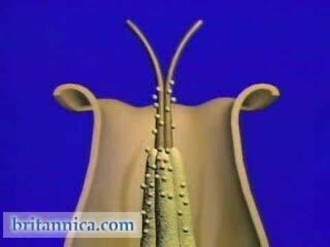 how to self pollinate