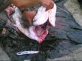 no kill silure
