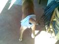 videos de cane corso in mutande