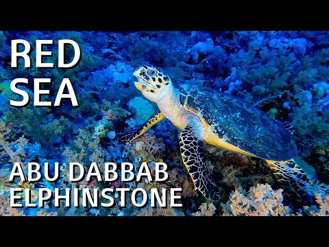 Marsa Shagra | Reefs