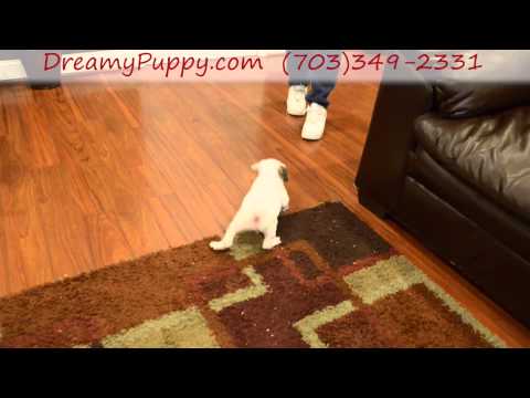 Mini Bulldog Boy Puppy 2!