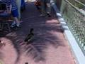 videos de duck chase.AVI
