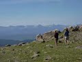 Yellow Bellied Marmot