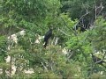 Yellow tailed black cockatoo.wmv